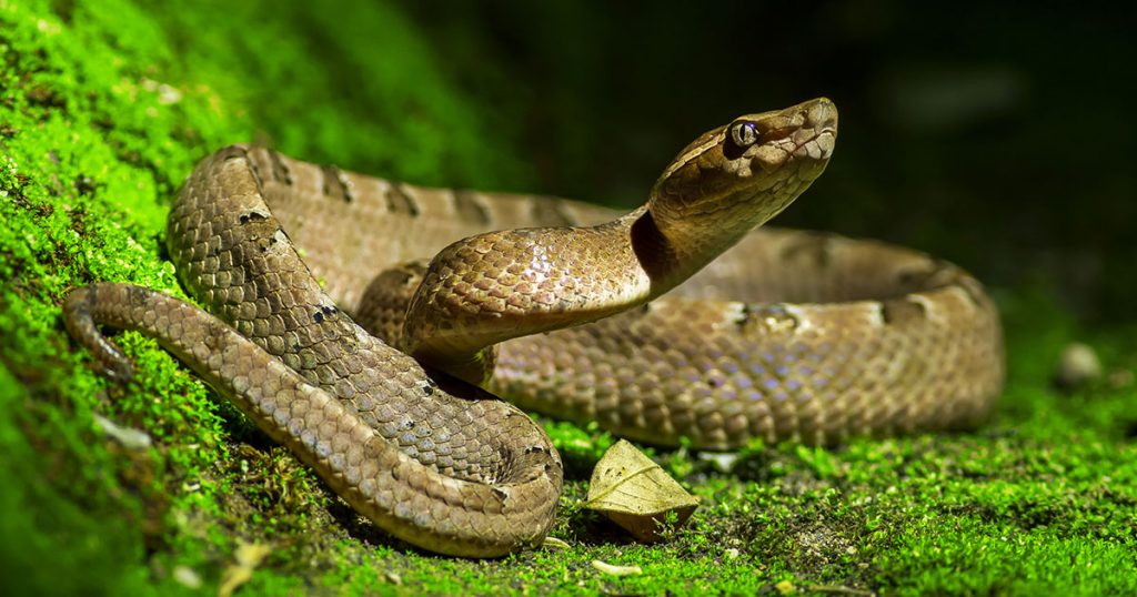 ฝันเห็นงู