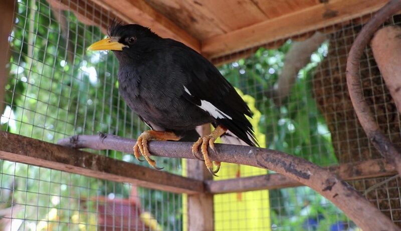 เจ้าโอเลี้ยง นกเอี้ยงแสนรู้ วัดเยื้องคงคาราม