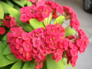 ต้นโป๊ยเซียน