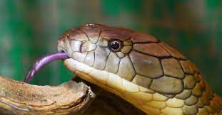 ฝันเห็นงูจงอางตัวใหญ่