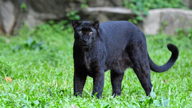 ฝันเห็นเสือดำ