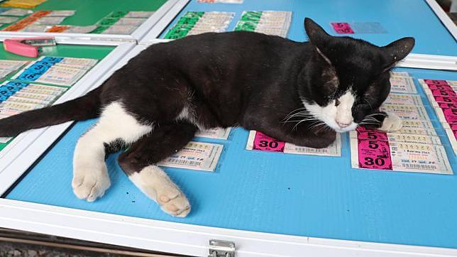 เจ้าโทน แมวเจ้าแม่ตะเคียนให้โชค