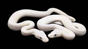 ฝันเห็นงูใหญ่ 2 ตัว