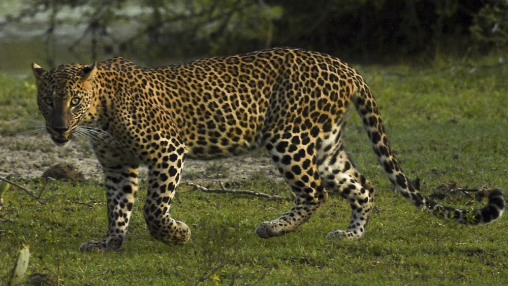 ฝันเห็นเสือดาว