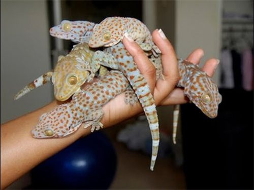 ฝันเห็นตุ๊กแกหลายตัว ตุ๊กแกเป็นฝูง