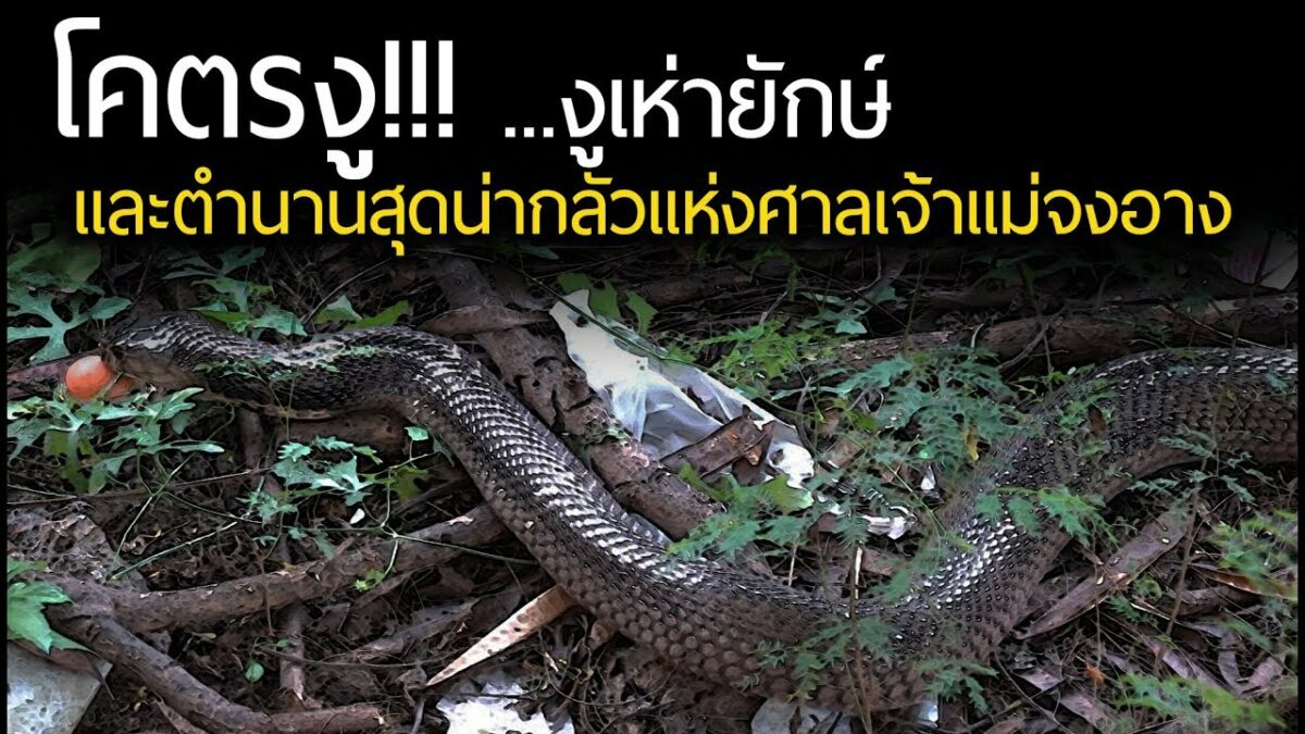 ศาลเจ้าแม่งูจงอางให้โชคให้หวย