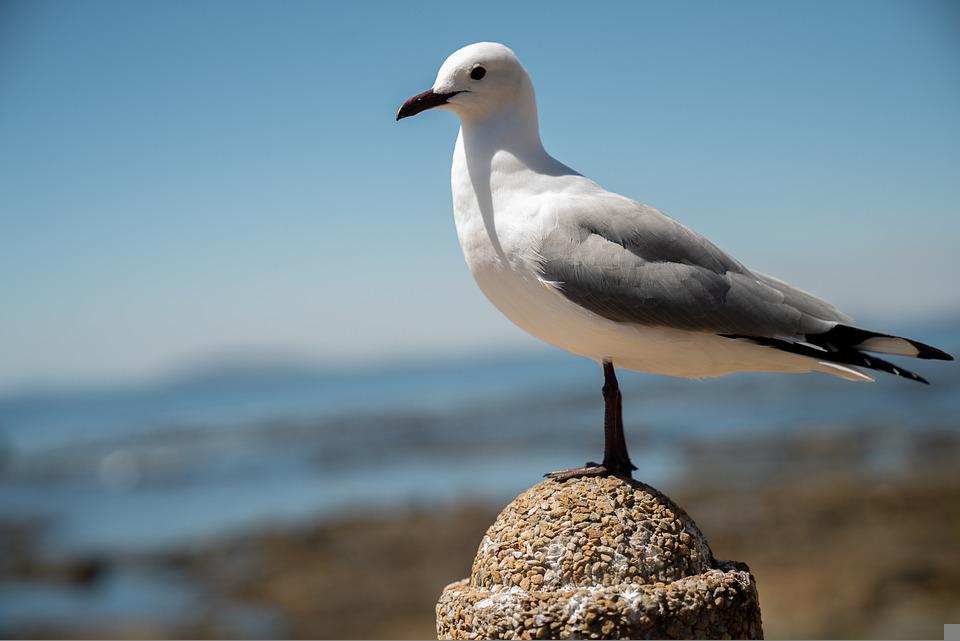 ฝันเห็นนกนางนวล