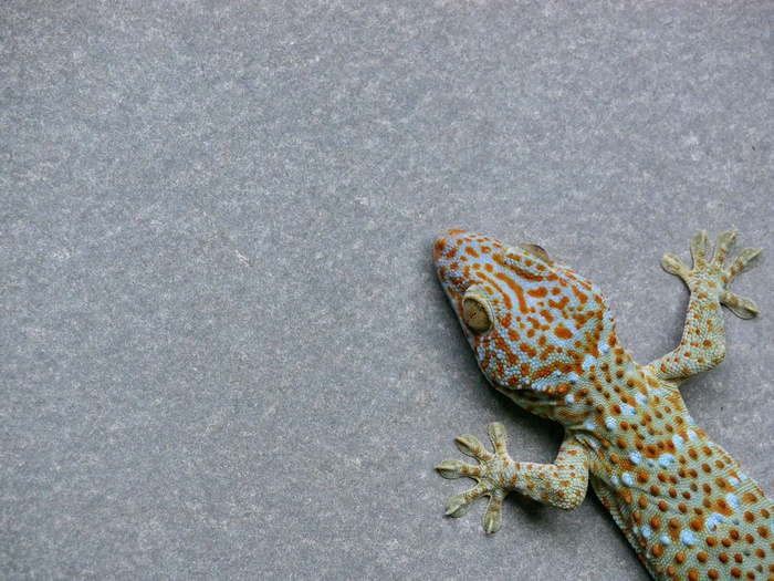 ฝันว่าตุ๊กแกเกาะ