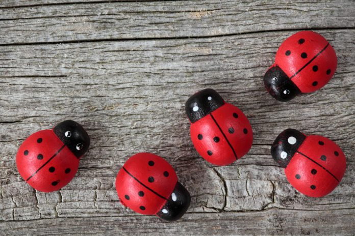 แมลงเต่าทองนำโชค