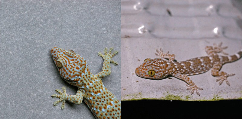 ฝันเห็นตุ๊กแก