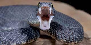 ฝันเห็นงูใหญ่ไล่ตาม