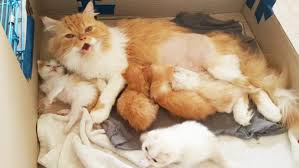 ฝันว่าแมวคลอดลูก