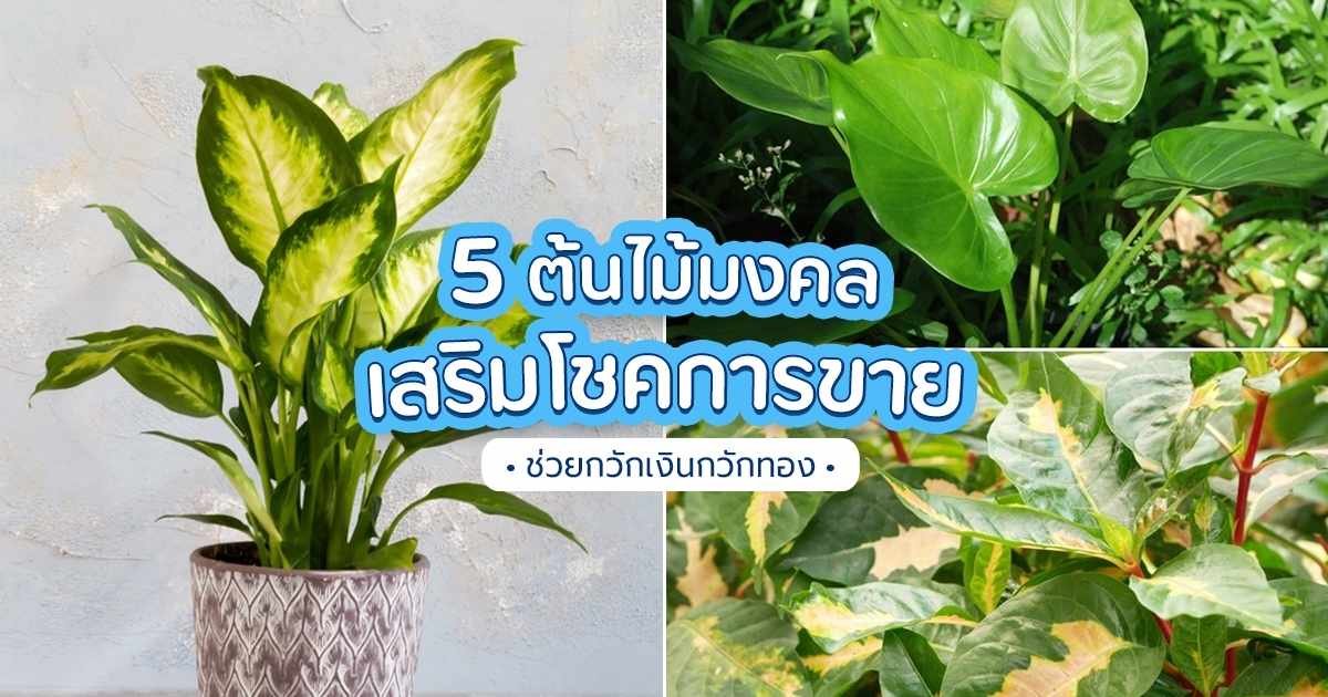 ต้นไม้มงคลให้โชคให้ลาภ