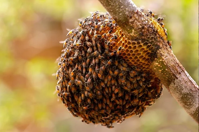 ฝันเห็นผึ้งทำรัง