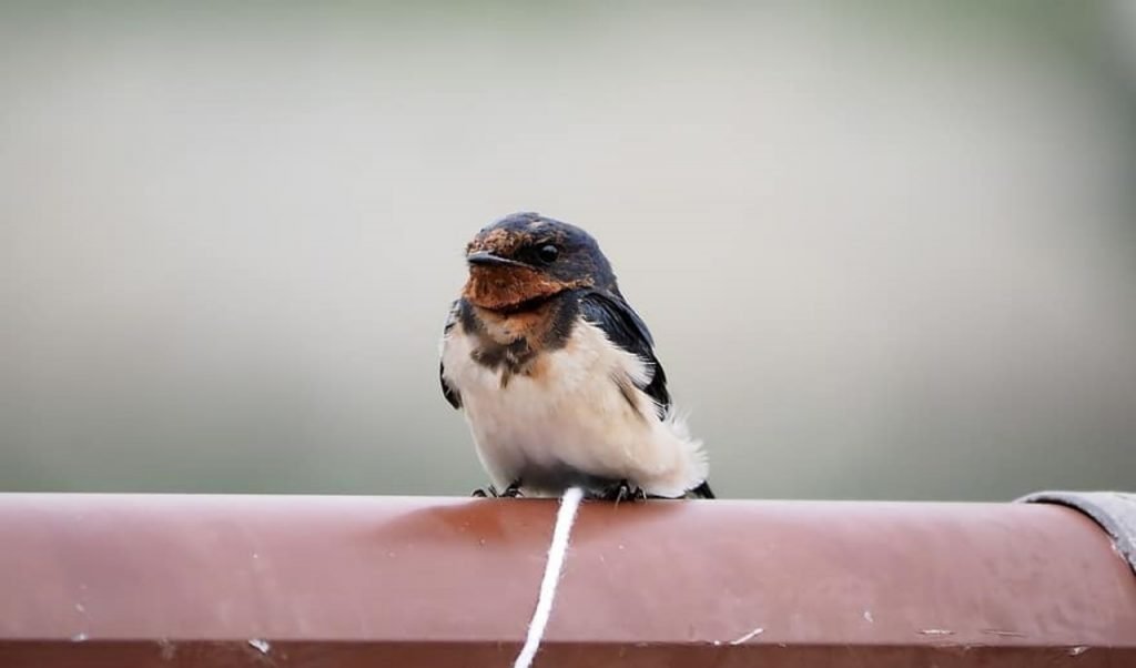 ฝันเห็นนก