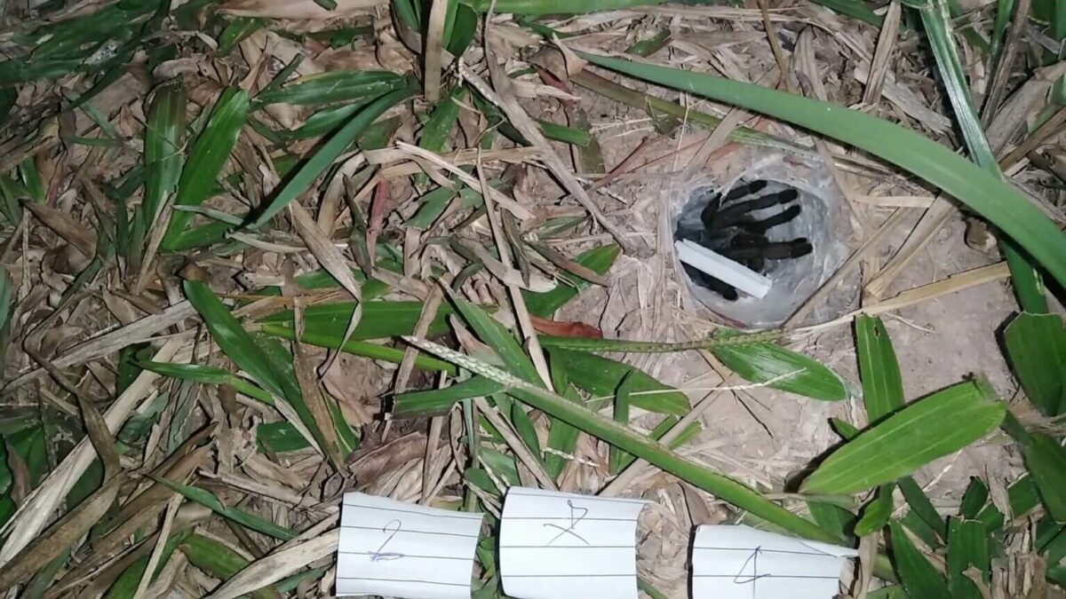 พญาบึ้งนำโชค