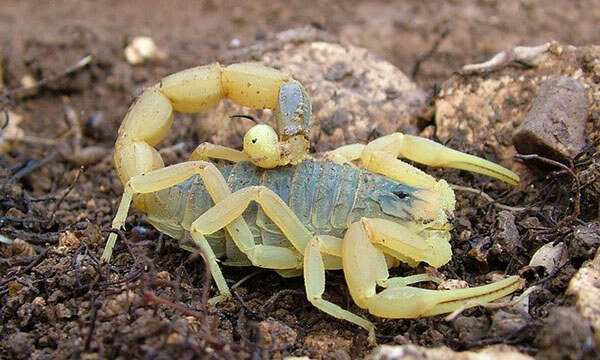 ฝันเห็นแมงป่อง สีขาว