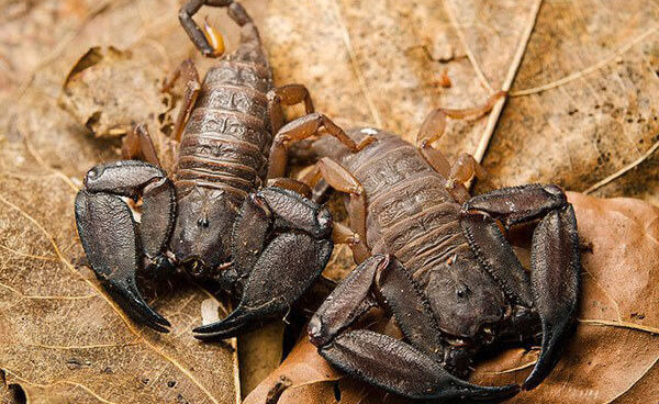 ฝันเห็นแมงป่อง 2 ตัว