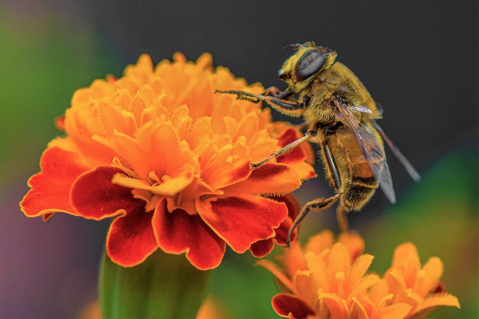 ฝันเห็นผึ้งผสมเกสรดอกไม้