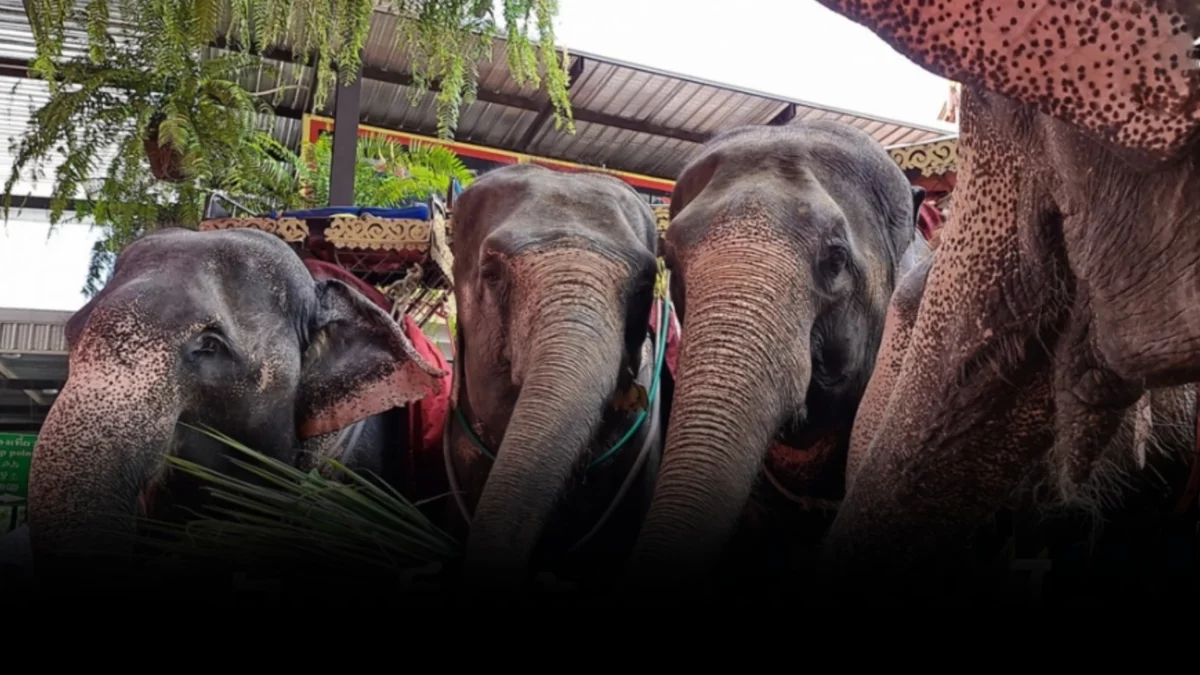 ฝันเห็นช้าง