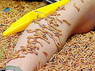 ฝันว่าหนอนขึ้นตัว