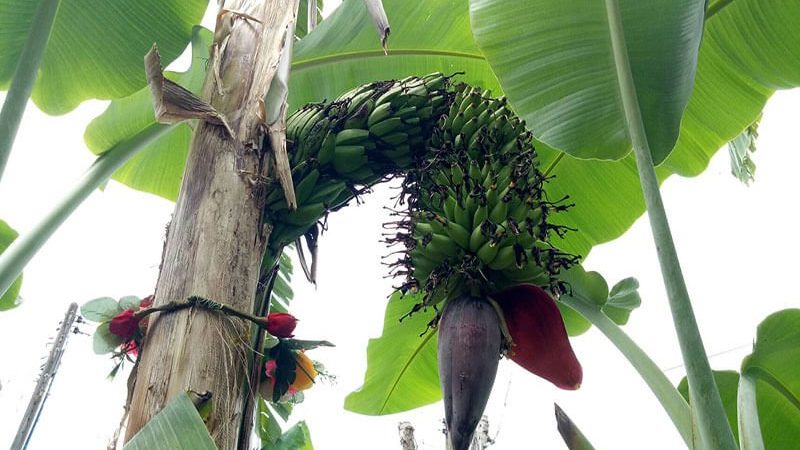 ต้นกล้วยปลีพญานาค