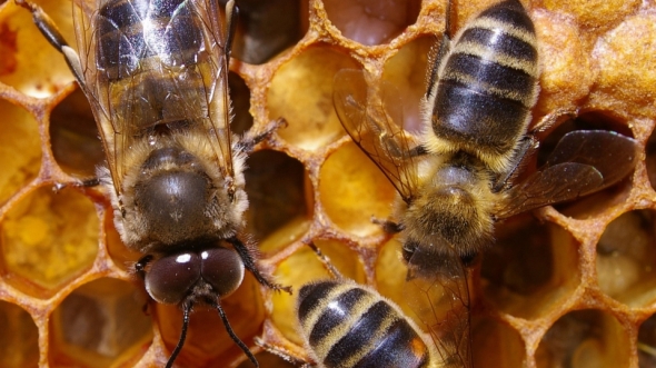 ฝันเห็นพญาผึ้ง