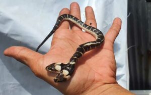 งูสองหัว ให้โชคลาภและเสี่ยงโชคหวย