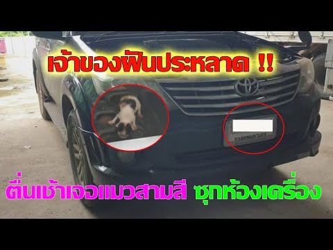 ลูกแมวให้โชคติดอยู่ในตัวรถ