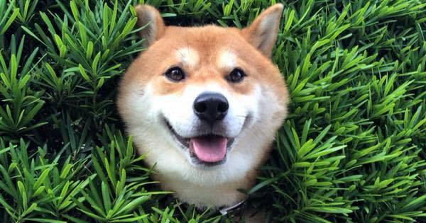 ฝันเห็นหมา