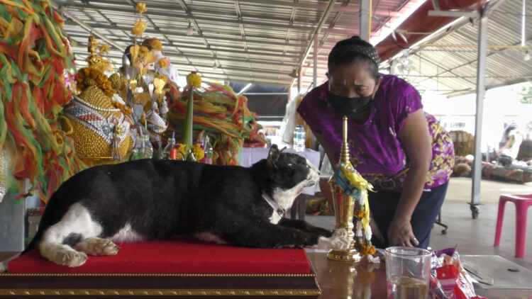 เจ้าโทน แมวเจ้าแม่ตะเคียนให้โชค