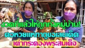 เต่ายักษ์ให้เลขเด็ดถูกกันทั้งหมู่บ้าน