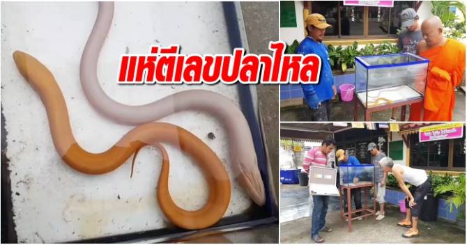 เลขเด็ดจากปลาไหล