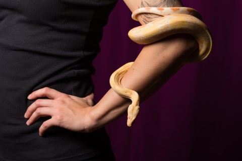 ฝันว่างูรัดแขน