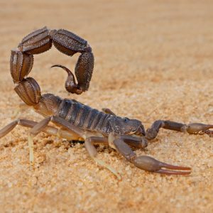 ฝันเห็นแมงป่อง