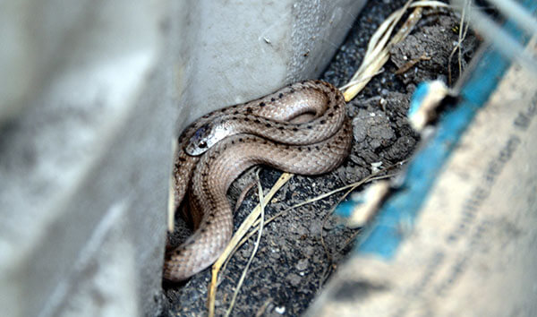 งูเข้าบ้าน