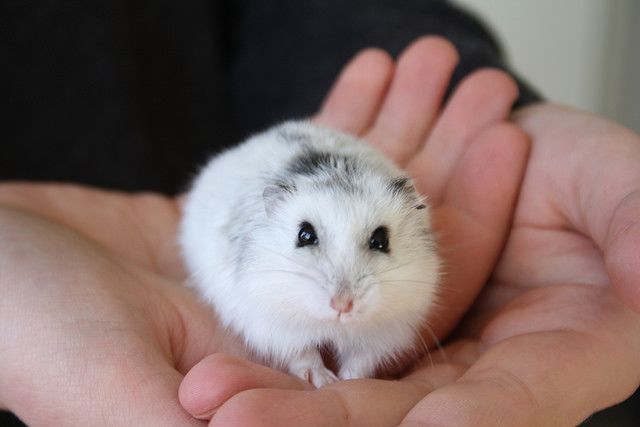 ฝันว่าได้จับหนู