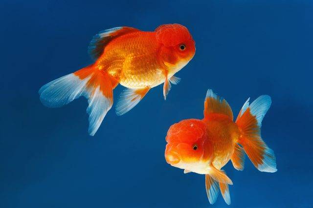 ฝันเห็นปลาทอง2ตัว