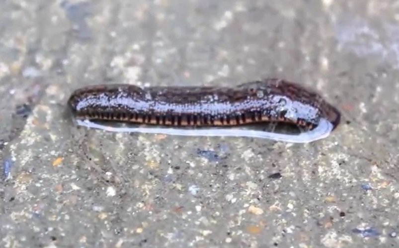 ฝันเห็นปลิง