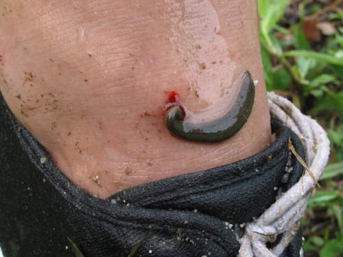 ฝันว่าปลิงกัด