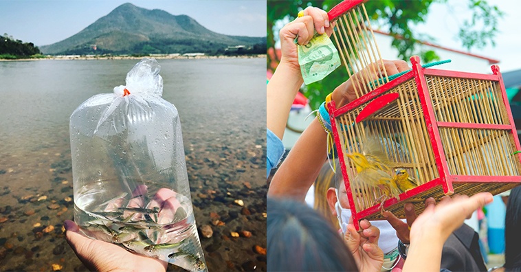 ปล่อยนกปล่อยปลา