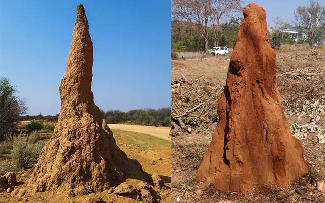 ฝันเห็นจอมปลวก