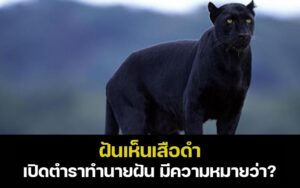 ฝันเห็นเสือดำพร้อมเลขเด็ดนำโชค
