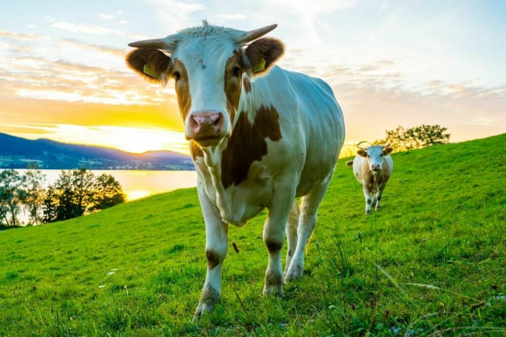 ฝันเห็นลูกวัว