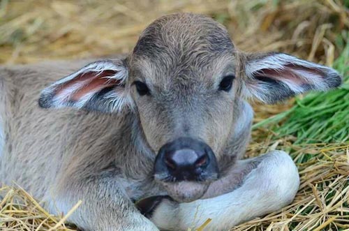 ฝันเห็นลูกควาย