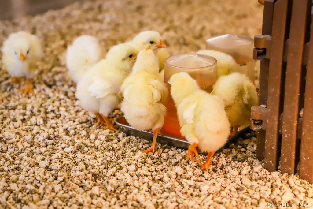  ฝันเห็นลูกไก่