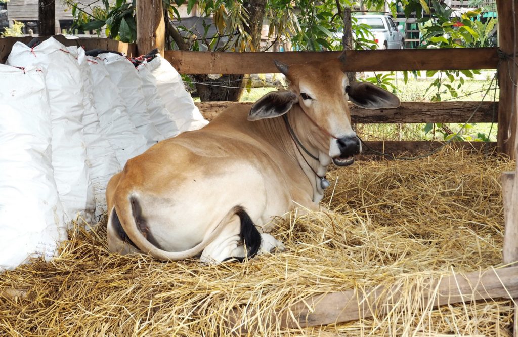 ฝันว่าวัวเข้าบ้าน